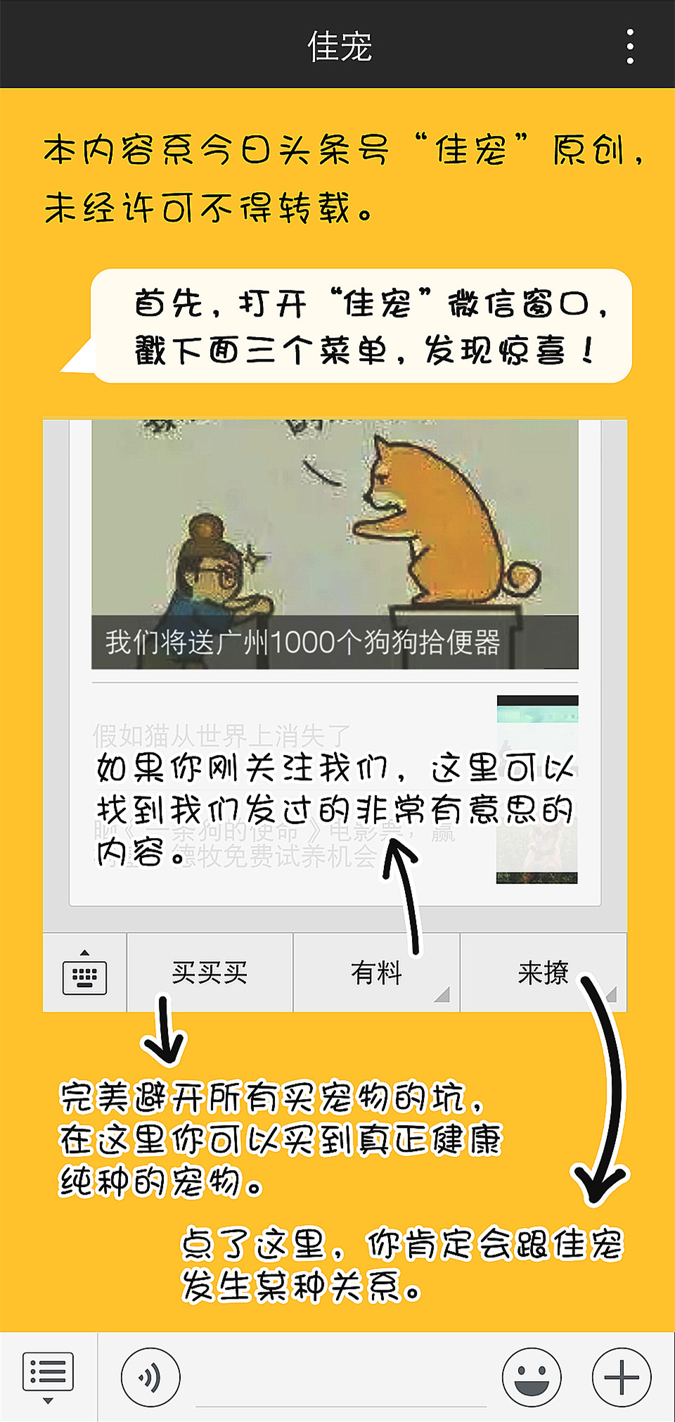 养猫手册如何养好一只猫,养猫喂养小技巧