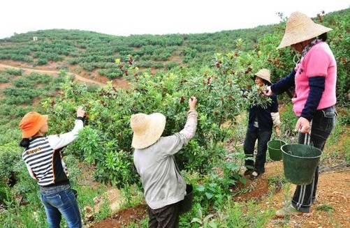 植物王国奇迹果,水果王国植物图鉴系列