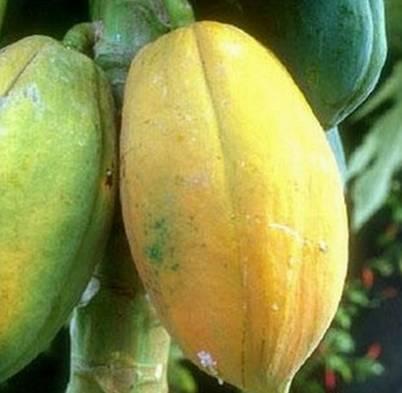 植物王国奇迹果,水果王国植物图鉴系列