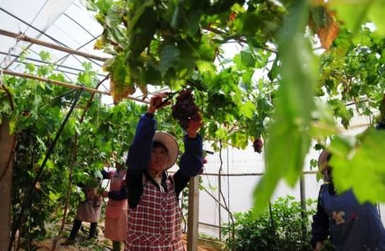 植物王国奇迹果,水果王国植物图鉴系列