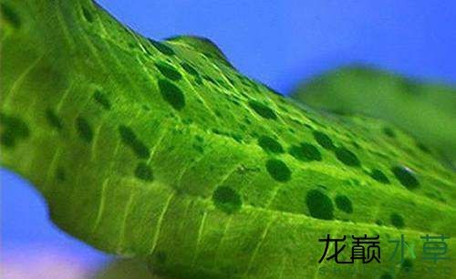 水草造景之我见-水草造景详细开缸教程及相关常见问题预防解答