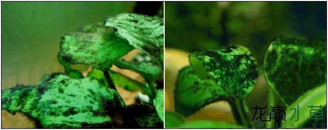 水草造景之我见-水草造景详细开缸教程及相关常见问题预防解答