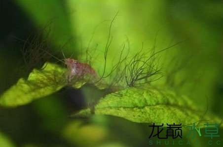 水草造景之我见-水草造景详细开缸教程及相关常见问题预防解答