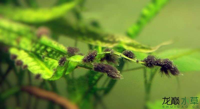 水草造景之我见-水草造景详细开缸教程及相关常见问题预防解答