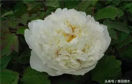 芍药名贵品种图片大全,芍药名贵品种紫袍金带