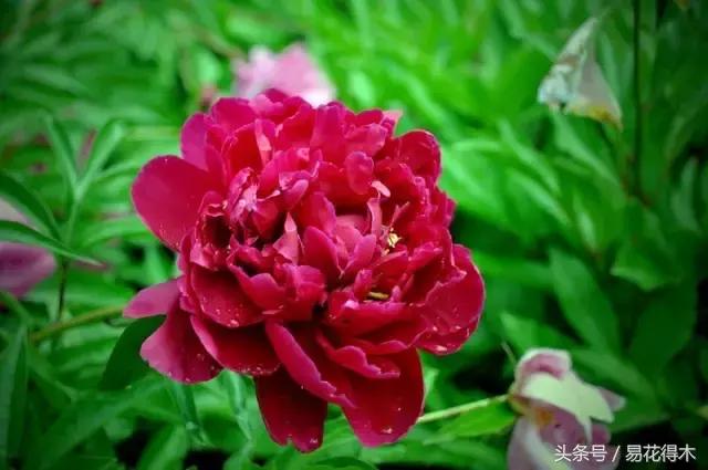 芍药名贵品种图片大全,芍药名贵品种紫袍金带