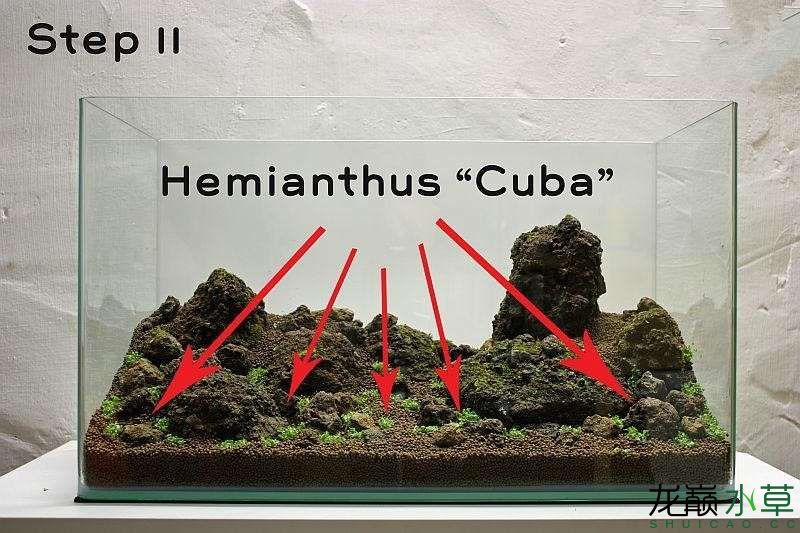 水草造景之我见-水草造景详细开缸教程及相关常见问题预防解答