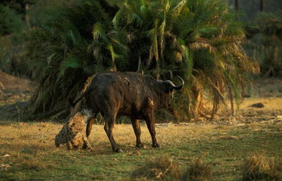 最厉害的食肉动物族群斑鬣狗,非洲斑鬣狗花豹