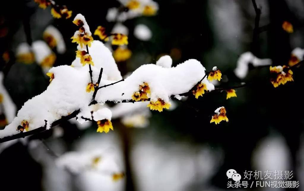 花卉创意摄影作品欣赏,花卉创意摄影十个技巧是什么