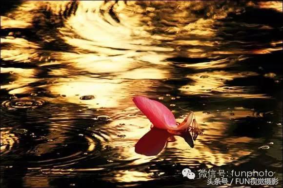 花卉创意摄影作品欣赏,花卉创意摄影十个技巧是什么