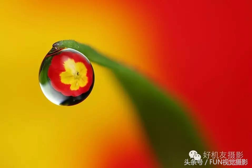 花卉创意摄影作品欣赏,花卉创意摄影十个技巧是什么