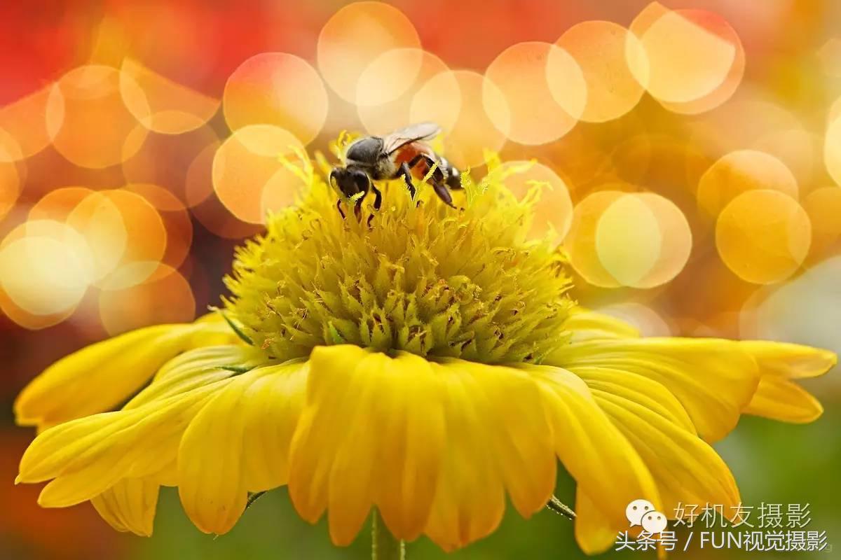 花卉创意摄影作品欣赏,花卉创意摄影十个技巧是什么