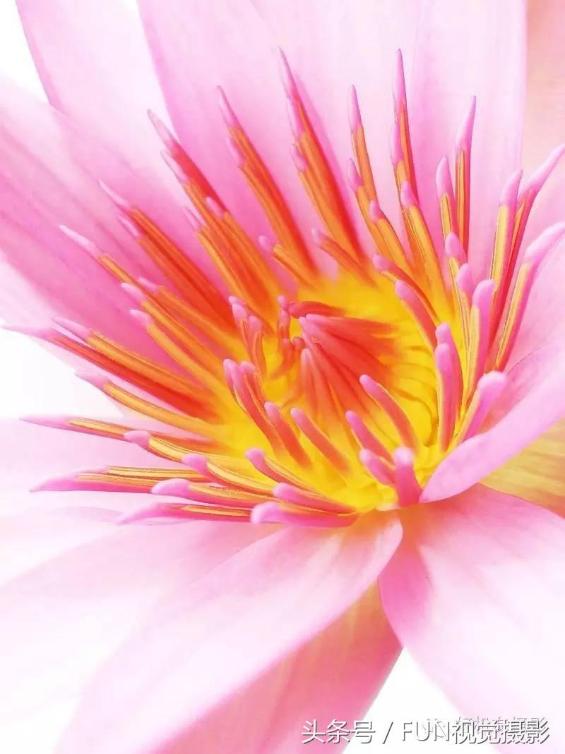 花卉创意摄影作品欣赏,花卉创意摄影十个技巧是什么