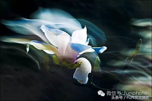 花卉创意摄影作品欣赏,花卉创意摄影十个技巧是什么