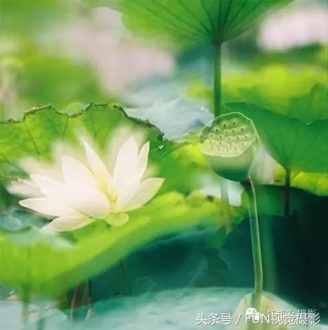 花卉创意摄影作品欣赏,花卉创意摄影十个技巧是什么