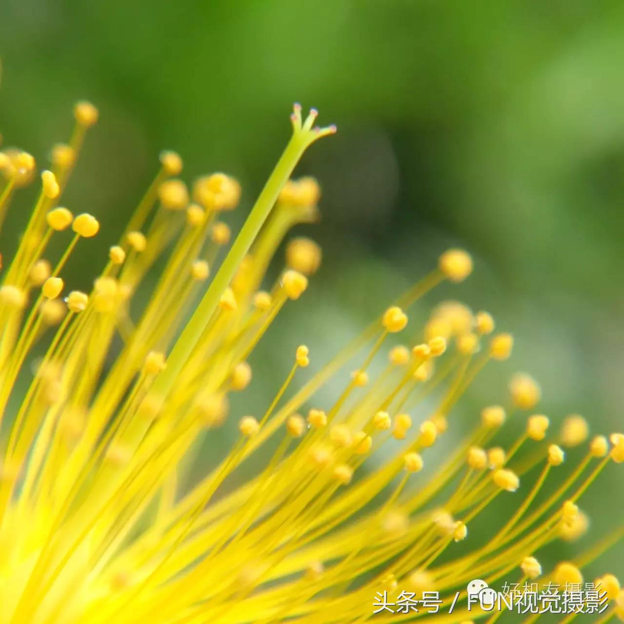 花卉创意摄影作品欣赏,花卉创意摄影十个技巧是什么