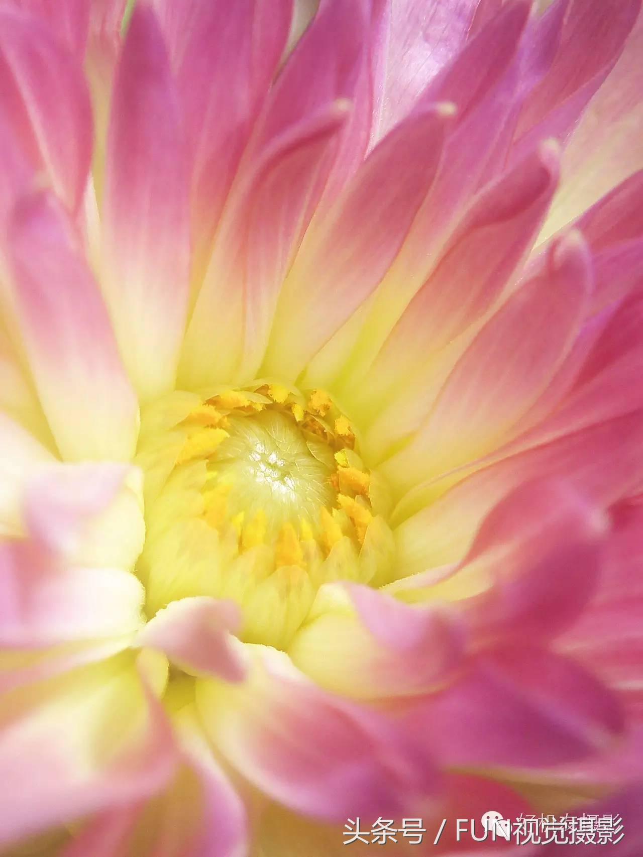 花卉创意摄影作品欣赏,花卉创意摄影十个技巧是什么