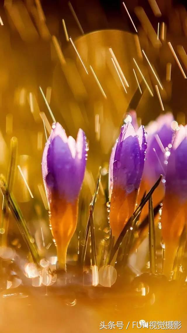 花卉创意摄影作品欣赏,花卉创意摄影十个技巧是什么