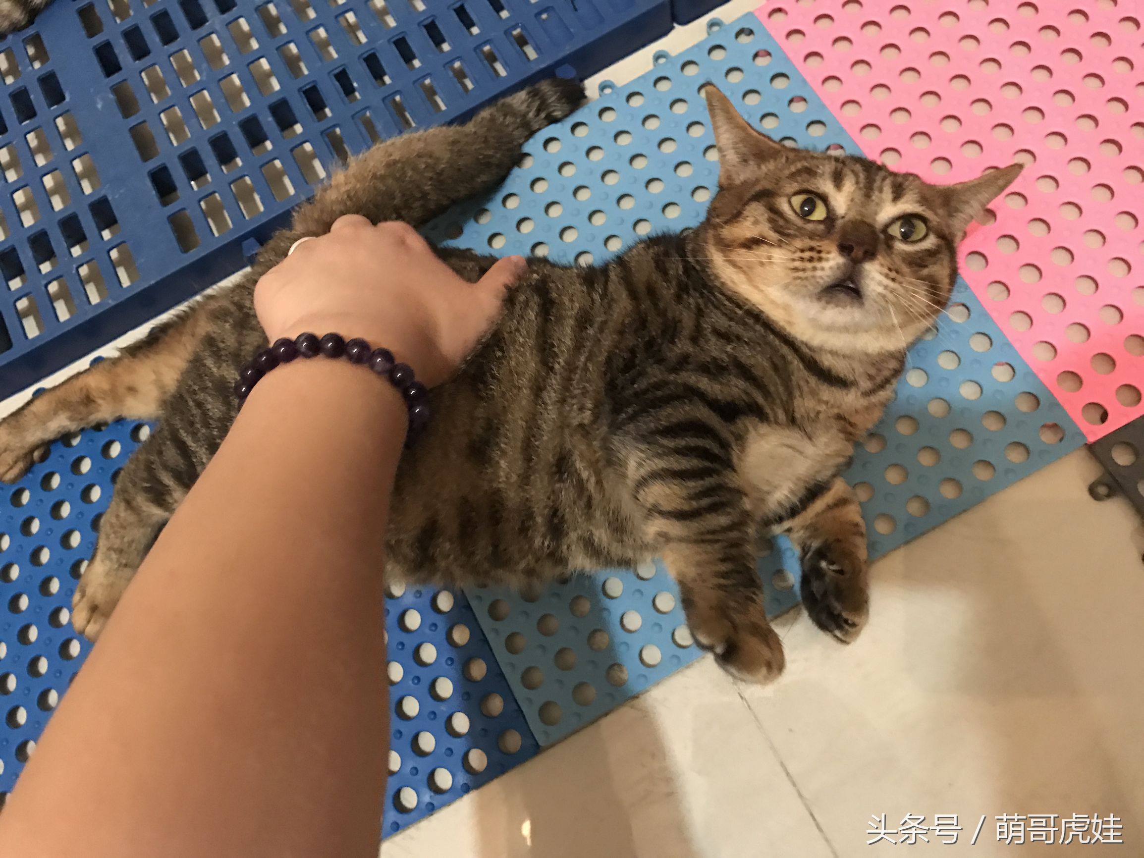 小猫被铲屎官的呼噜惊呆,铲屎官忍不住对小猫下手