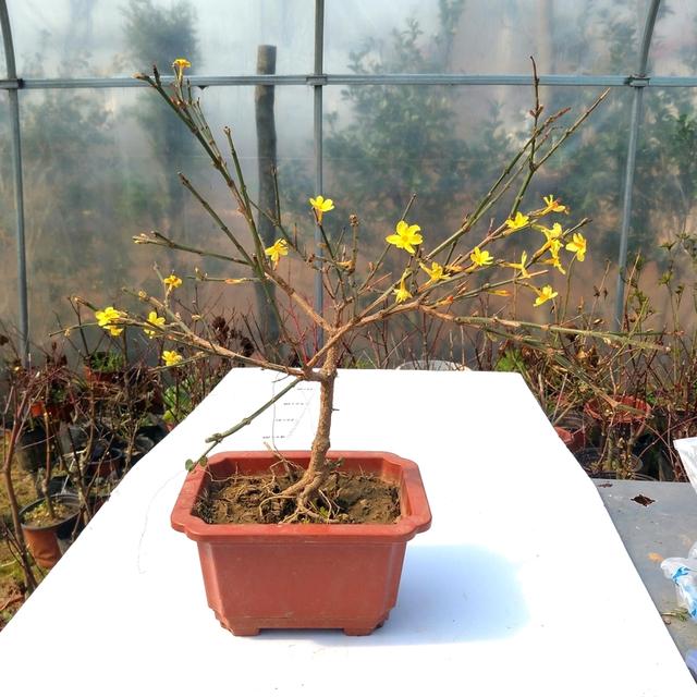 火棘树桩盆景图片,火棘吉祥果盆景树桩四季常绿