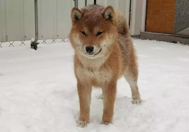 首届华北地区柴犬联合展,柴犬展