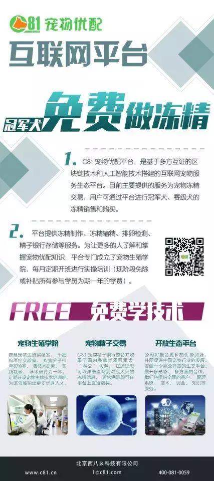 首届华北地区柴犬联合展,柴犬展