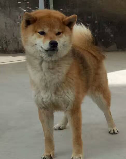 首届华北地区柴犬联合展,柴犬展