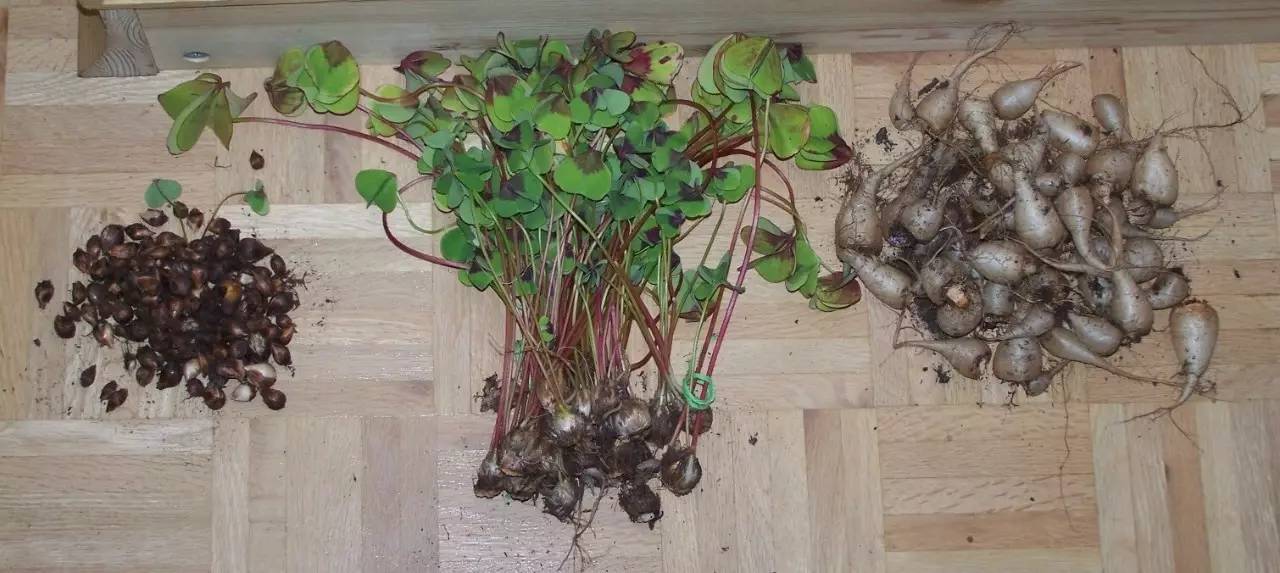 有什么植物跌打消肿,治疗跌打损伤盆栽植物