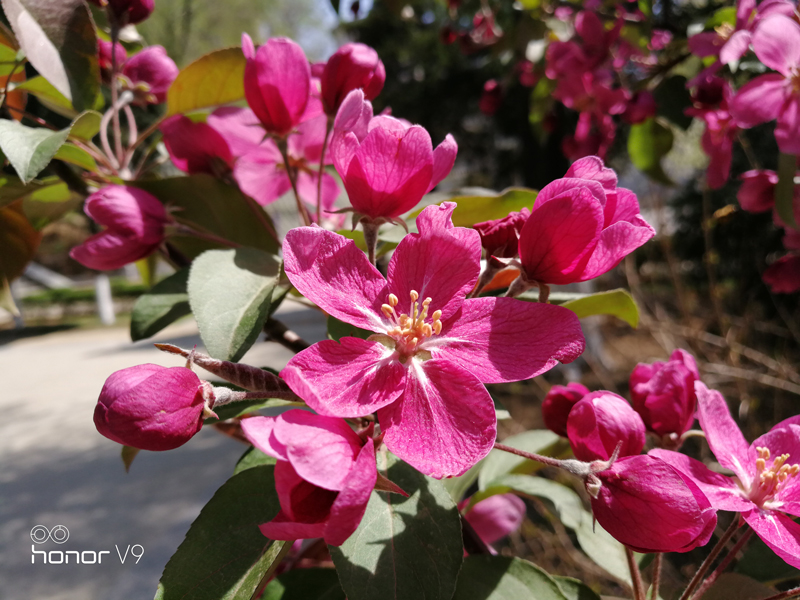 荣耀v9详细介绍,荣耀v9emui9.1哪个版本最流畅