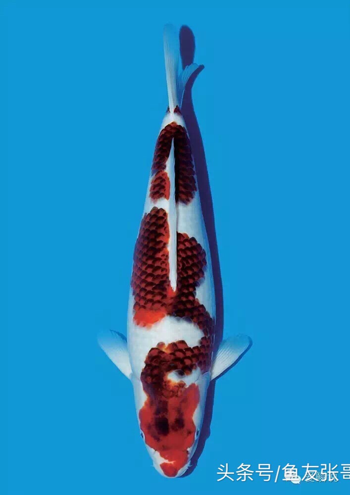 锦鲤鱼交叉感染掉鳞烂肉怎么治疗,锦鲤鱼烂肉用甲硝唑撒鱼缸行吗