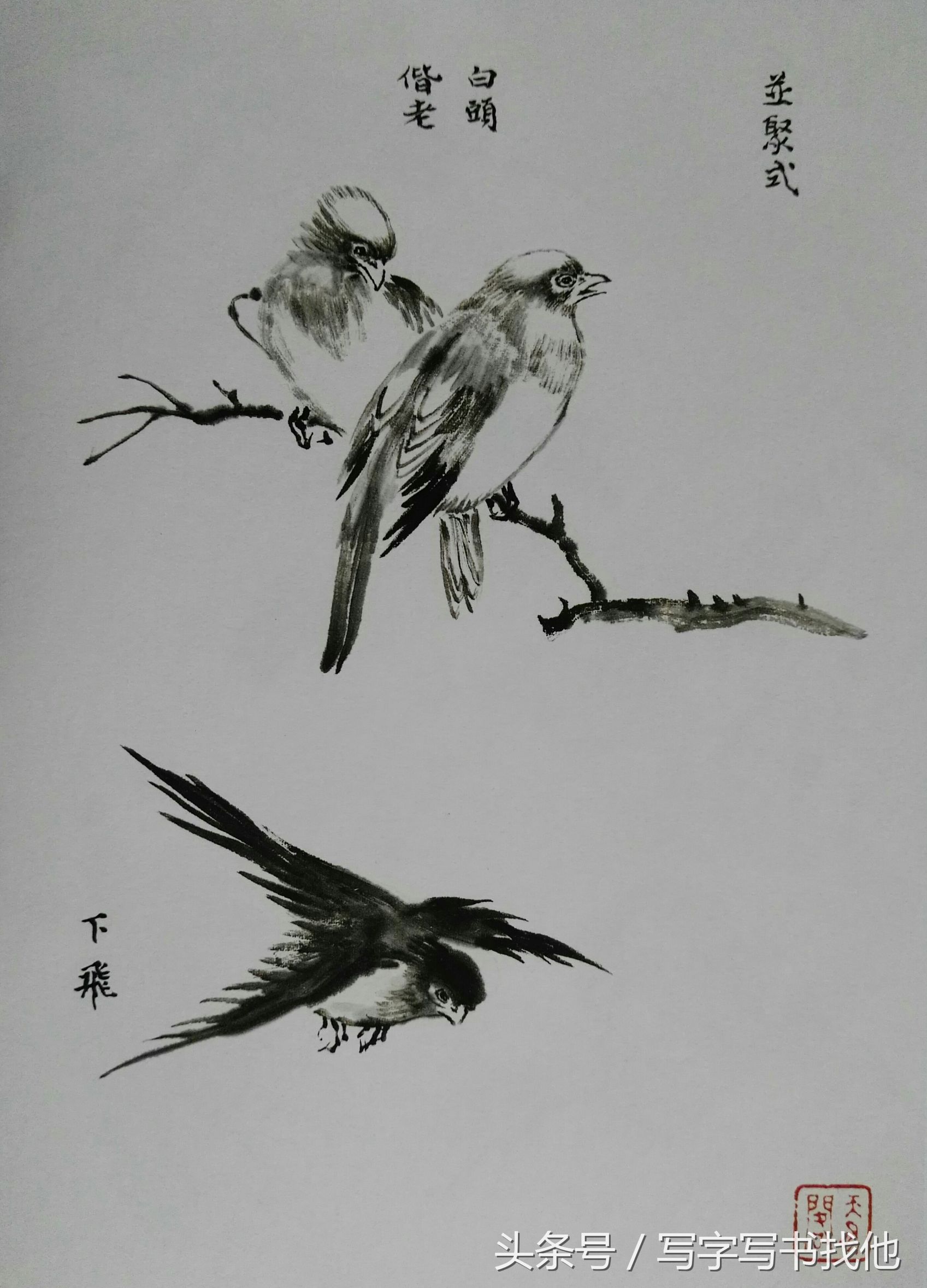 100幅鸟的画法内附绘画步骤,画鸟初学者入门步骤