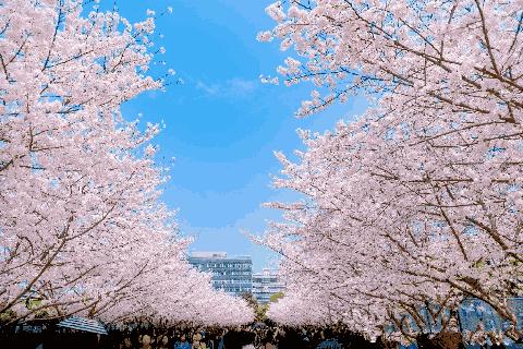 魔都各大高校里竟藏了这么多人少景美的秘密好地方,假期约起来!