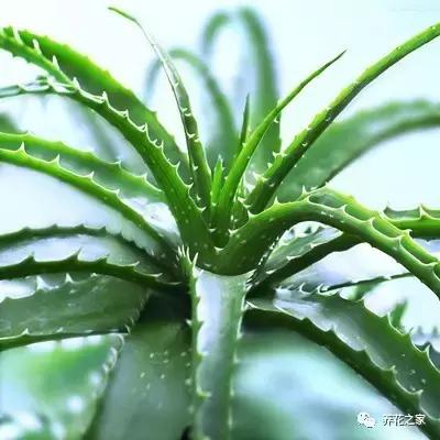 家里养的芦荟的正确使用方法,在家里养芦荟居然有这么多好处