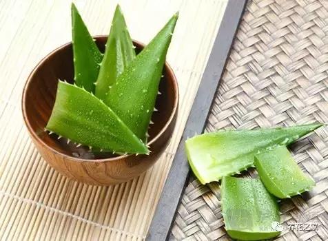 家里养的芦荟的正确使用方法,在家里养芦荟居然有这么多好处