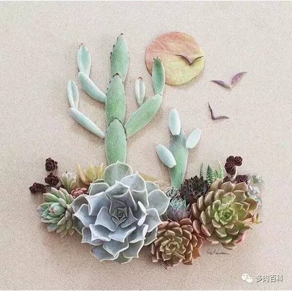 多肉黑茎怎么治,多肉黑叶枯萎怎么办