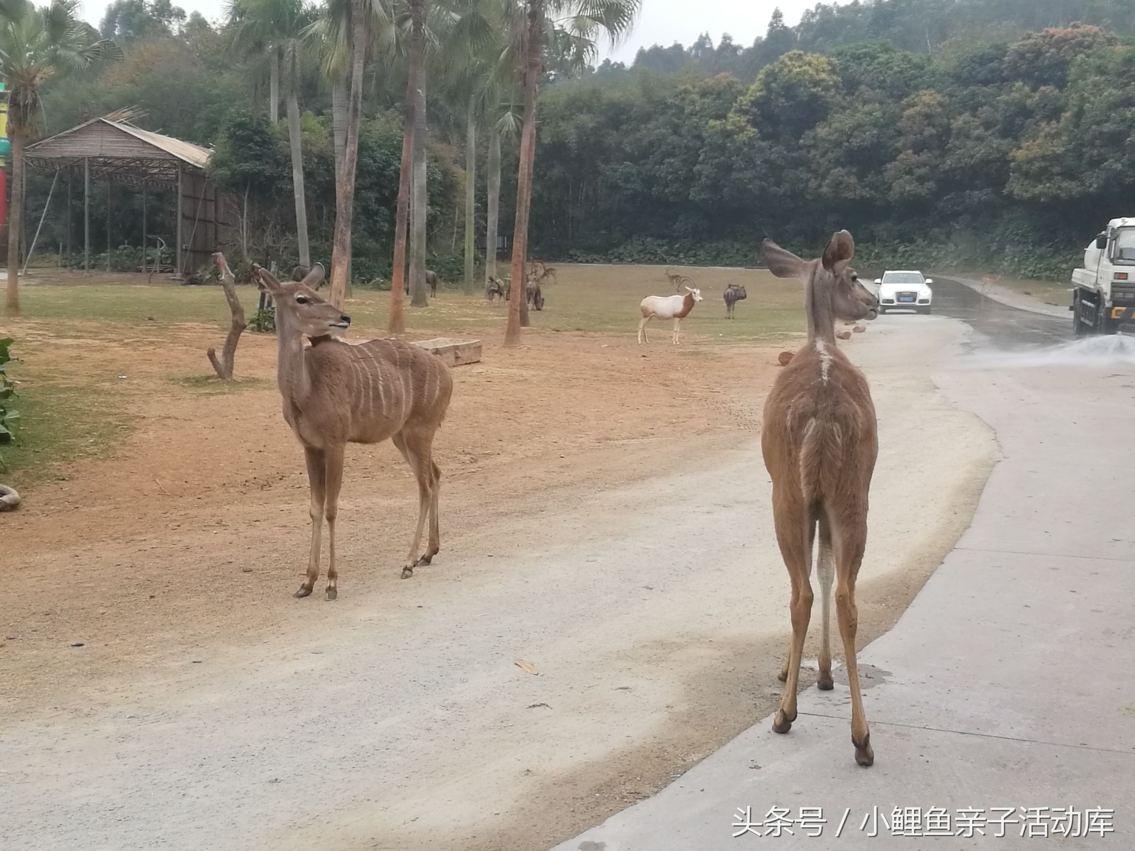长隆动物园亲子游攻略,广州长隆4园2天1夜亲子游攻略