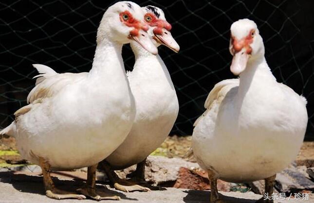 猪场没有养猪了养什么好,猪场没打猪瘟疫苗可以吗