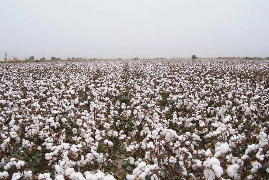 实录:*疆新**特产之一,一床棉花被的加工过程