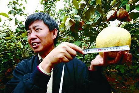 植物王国奇迹果,水果王国植物图鉴系列