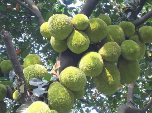 植物王国奇迹果,水果王国植物图鉴系列