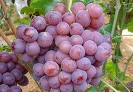 植物王国奇迹果,水果王国植物图鉴系列