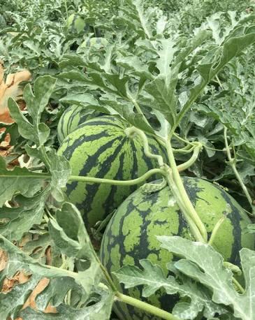 植物王国奇迹果,水果王国植物图鉴系列