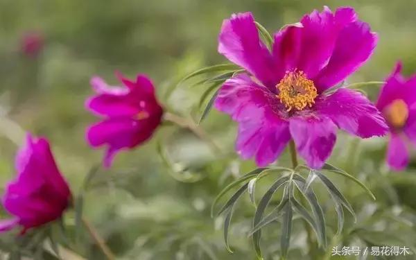 芍药名贵品种图片大全,芍药名贵品种紫袍金带