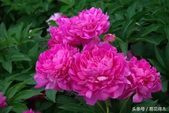 芍药名贵品种图片大全,芍药名贵品种紫袍金带