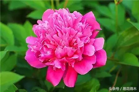 芍药名贵品种图片大全,芍药名贵品种紫袍金带