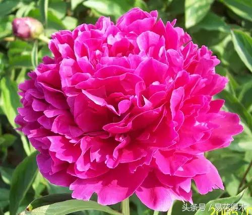 芍药名贵品种图片大全,芍药名贵品种紫袍金带