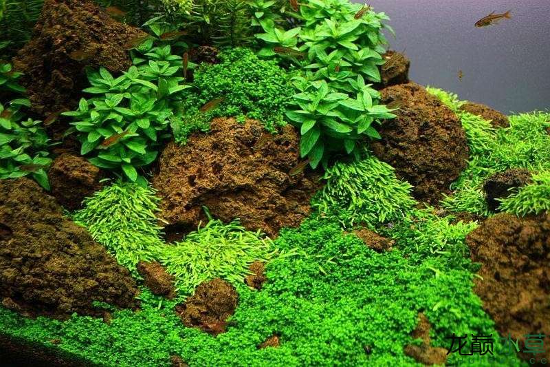 水草造景之我见-水草造景详细开缸教程及相关常见问题预防解答