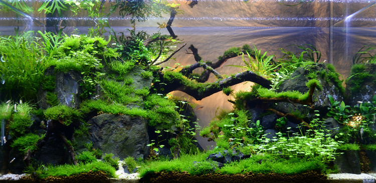 水草造景之我见-水草造景详细开缸教程及相关常见问题预防解答