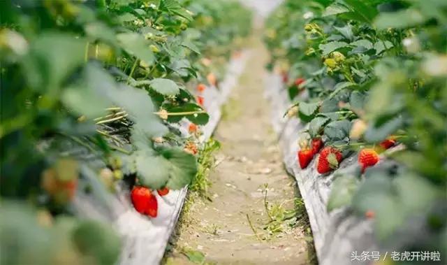 五一去吉林集安旅游攻略,集安旅游攻略大全