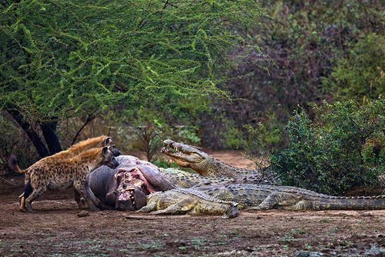 最厉害的食肉动物族群斑鬣狗,非洲斑鬣狗花豹